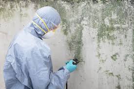 Best Emergency Mold Remediation  in Wilson, PA